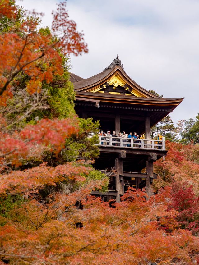 ใบไม้เปลี่ยนสีที่วัดน้ำใส Kiyomizu-Dera Temple 🍁