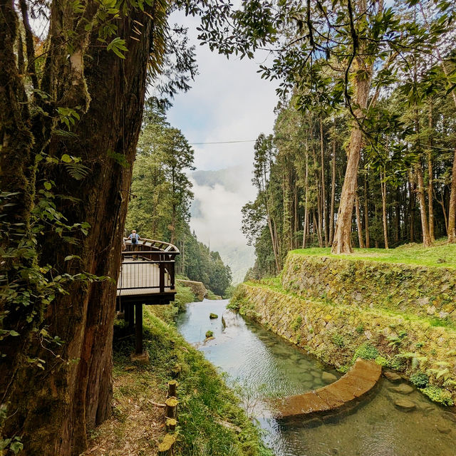 Alishan National Forest Recreation Area