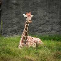 臺北市動物園｜多元化的園區｜