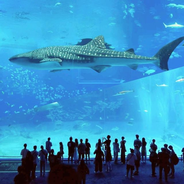 沖繩漂亮水族館