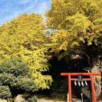 雷神社公孫樹，超過九百歲