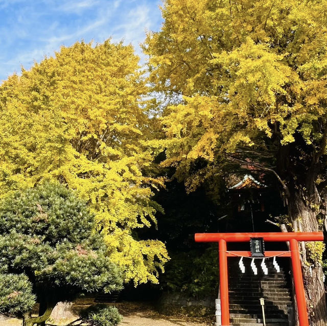 雷神社公孫樹，超過九百歲