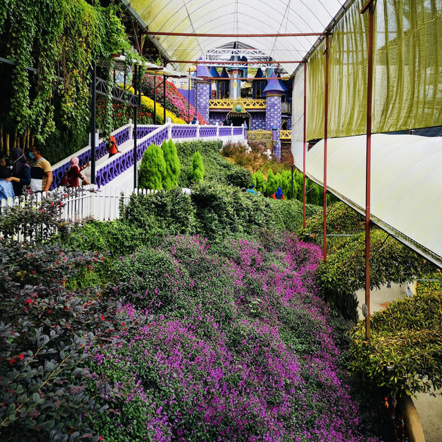 Purple Paradise: A Magical Day at Lavender Garden Cameron Highlands!