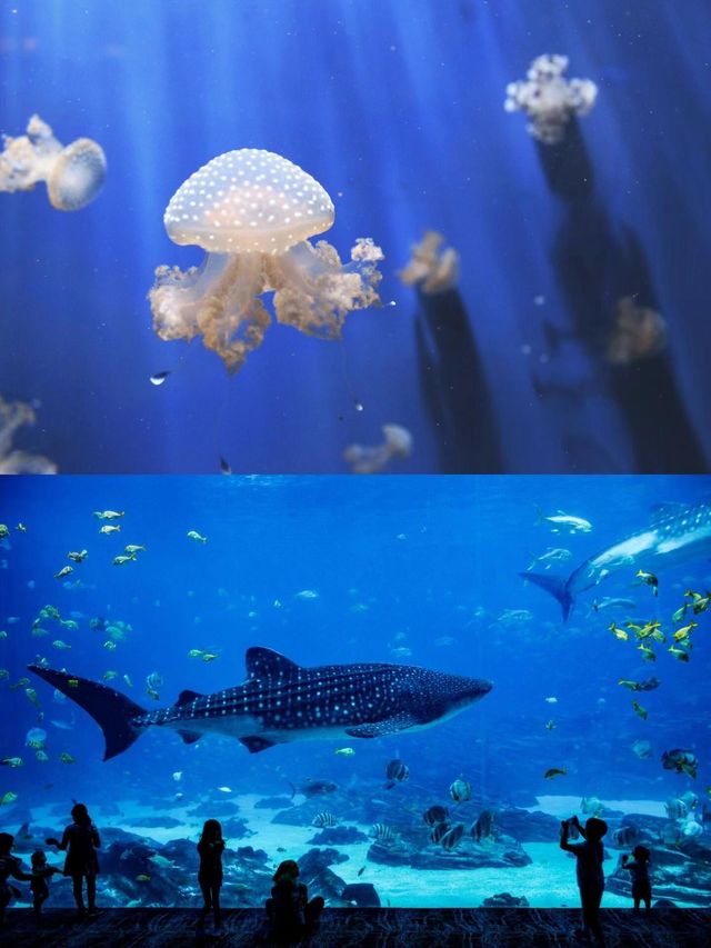 藍色的熱那亞夏天｜水族館+出海觀鯨之旅