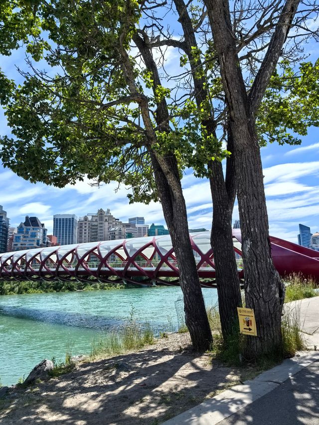 和平橋：究竟是優雅迷人，橋梁奇蹟？還是花里胡哨，中看不中用？