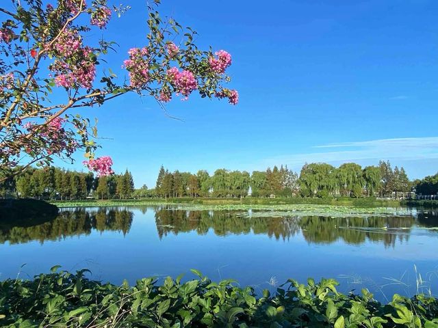 打卡上海青西郊野公園。