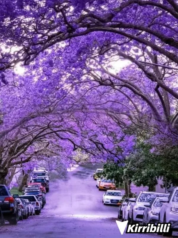 Where to See Jacarandas in Sydney