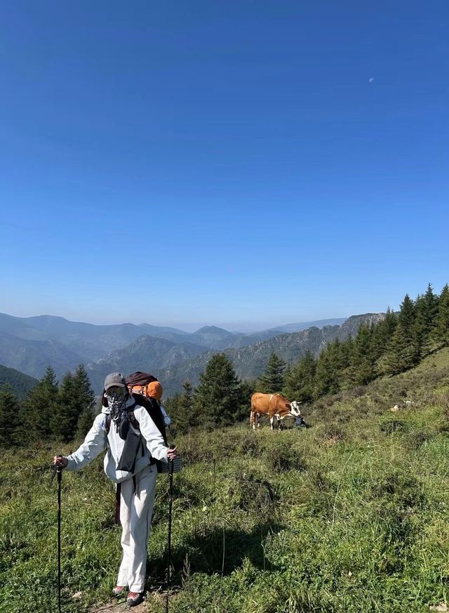 呼倫貝爾大草原。