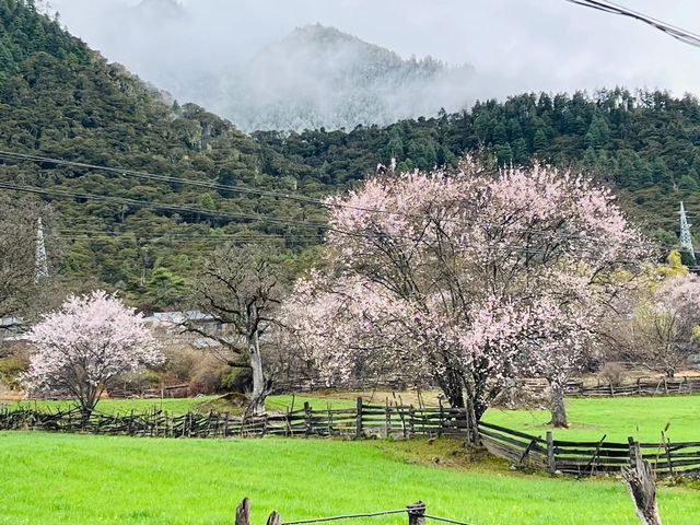 314川藏線波密桃花溝。