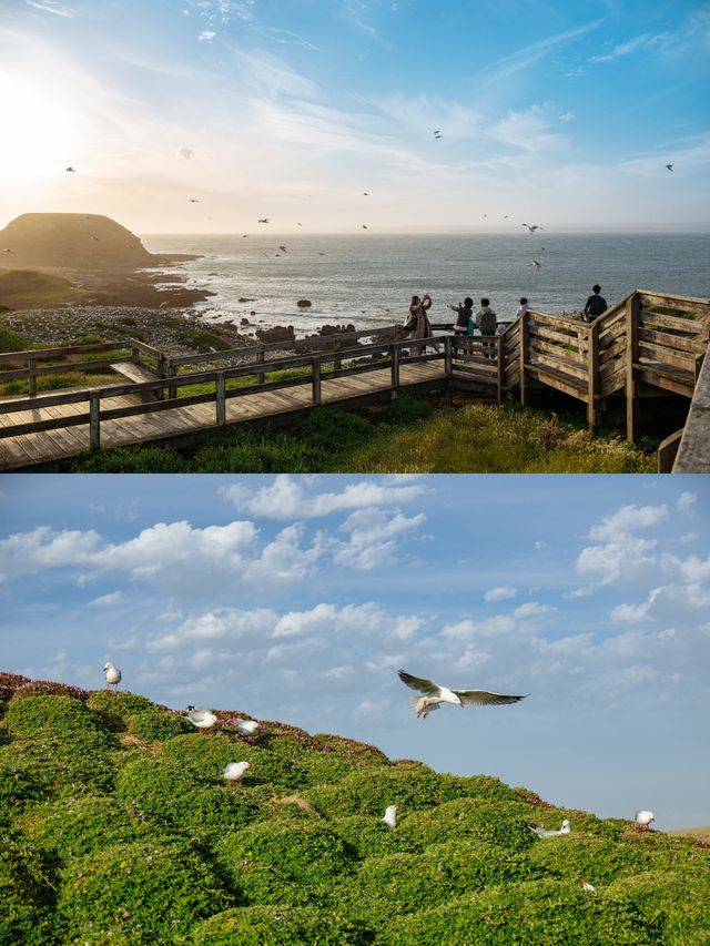 墨爾本周邊 | 蒸汽火車+企鵝島一日遊攻略。