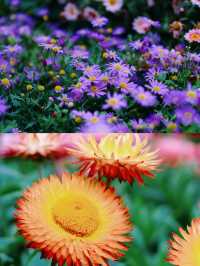 青秀山東門--葉子花園、水生花園、莫奈花園