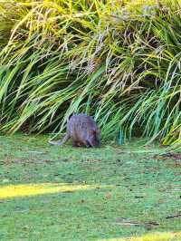 Cataract Gorge Reserve