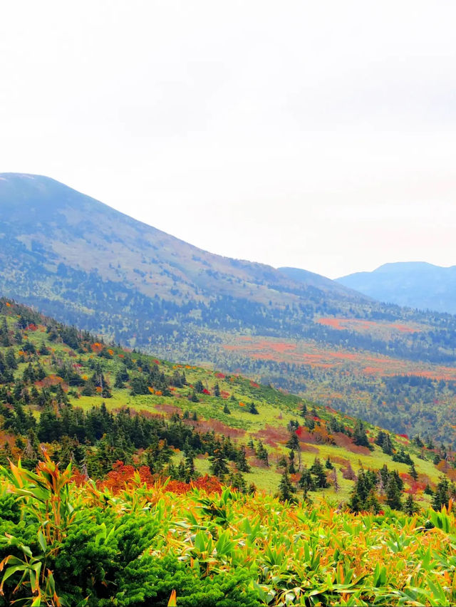 【秋の絶景】紅葉が美しい八甲田ロープウェー🚠⛰🍁