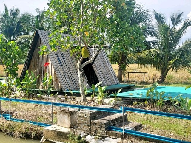 A breathtaking scene of padfy field at Balik Pulau