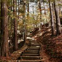 大阪上本町🍃明治風的“秋日漫遊”