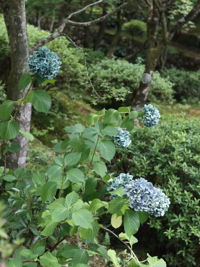 Serenity in Every Step: Exploring Tofuku-ji Temple