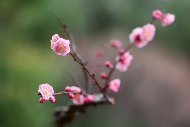 【上海梅花節