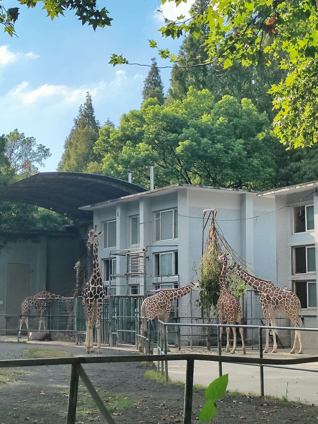 天氣正好，遛娃好去處——上海動物園。