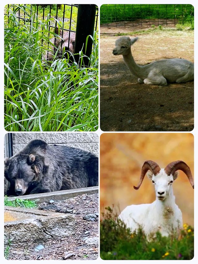 阿拉斯加野生動物園：原始生態的樂園。