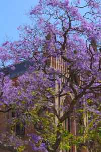 Sydney, it's the season of Jacaranda blooms again!