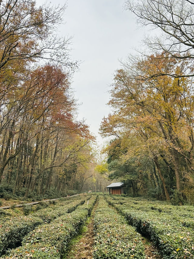 鐘山風景區