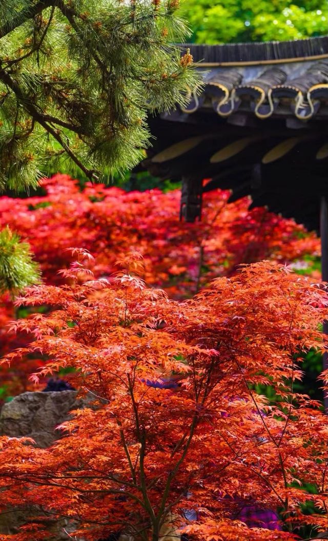 四季假山秋山艷一一個園