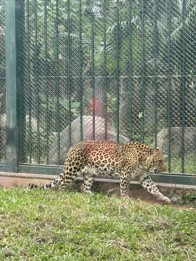 多次遊覽廣州動物園，為您總結的詳盡攻略來啦