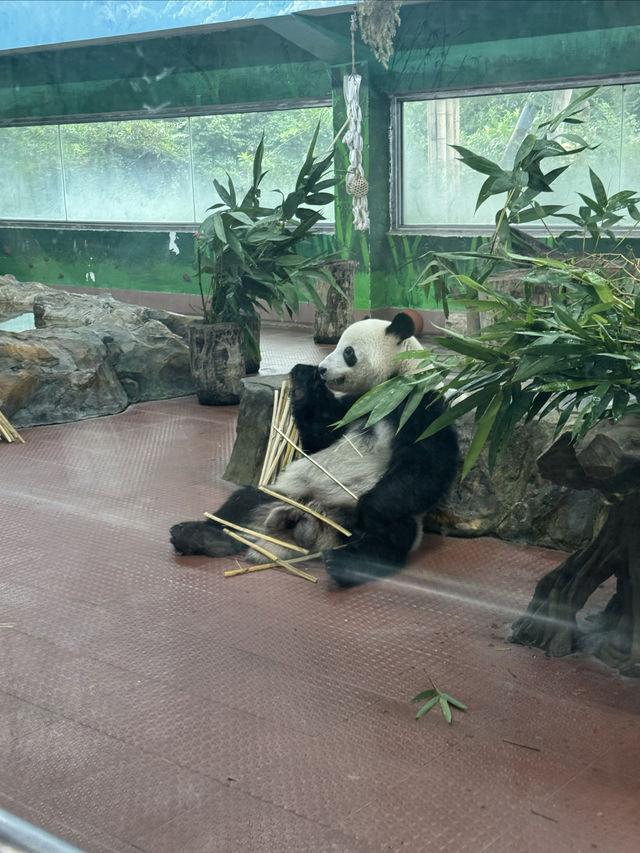 多次遊覽廣州動物園，為您總結的詳盡攻略來啦