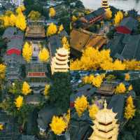 重慶這座江邊古寺__銀杏滿園！