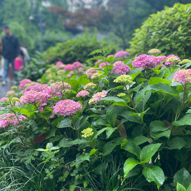 A magical land in Chengdu