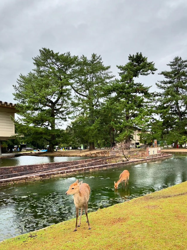 A fantastic day at Nara National Museum, Nara, Japan 🇯🇵 