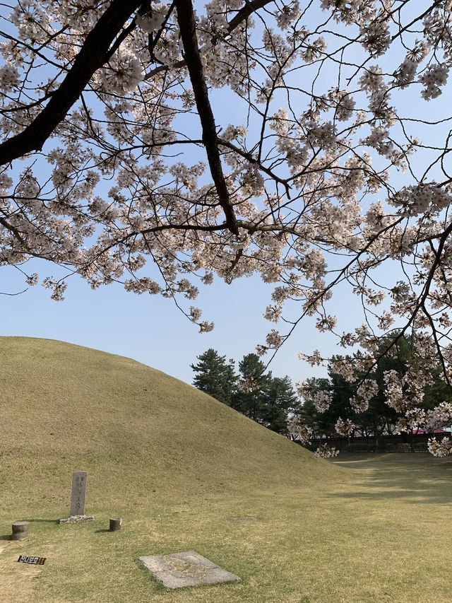 Blooming History: Cherry Blossoms at Daereungwon Tomb Complex