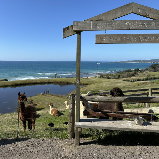 Coastal Bliss: A 2-Day Great Ocean Road Escape to Paradise