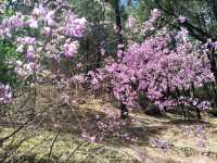 Blooming Beauty in Lijiang