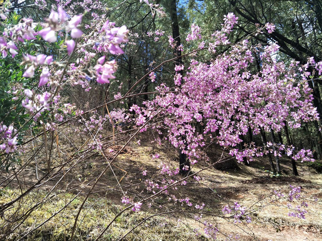 Blooming Beauty in Lijiang