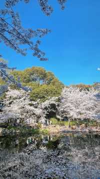 上海魯迅公園的櫻花池裡的春和景明