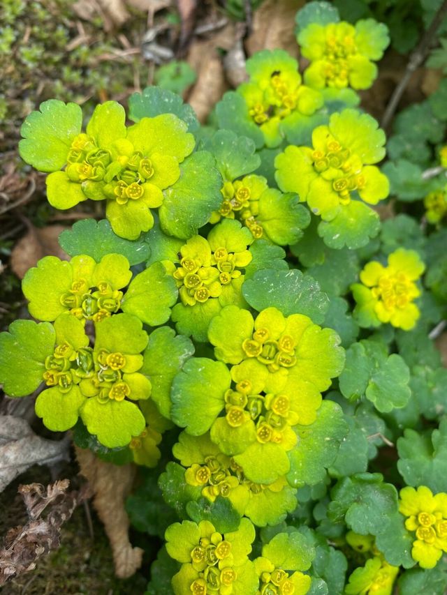 承德雾靈山 | 清朝皇家風水禁地