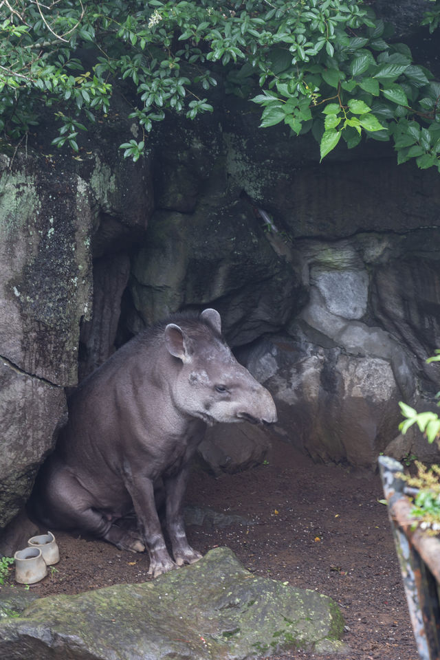 靜岡旅遊｜五遊伊豆，終於打卡了心水的動物園。