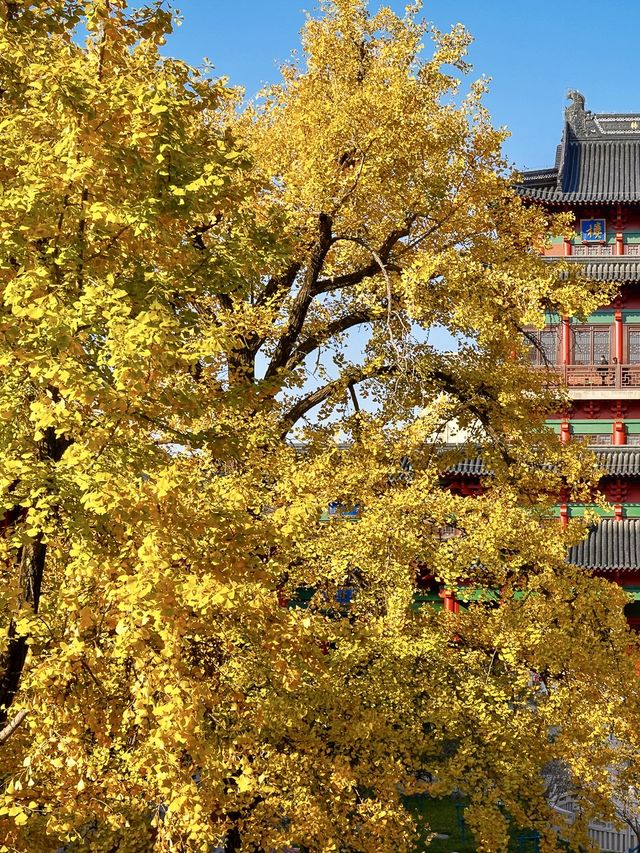 接下來南京的毗盧寺銀杏，即將刷爆朋友圈。