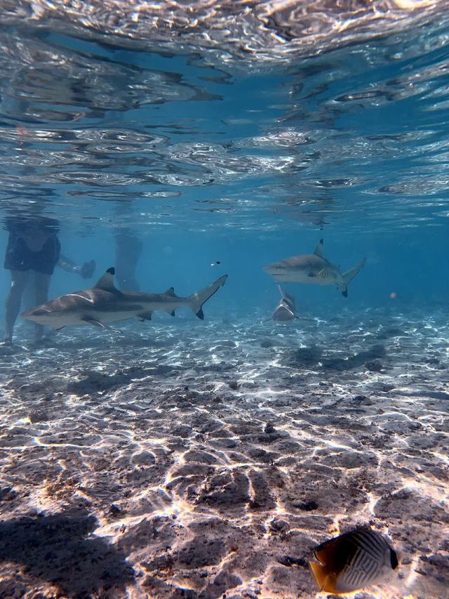 真實版「摸魚」體驗，這裡的鯊魚不咬人。