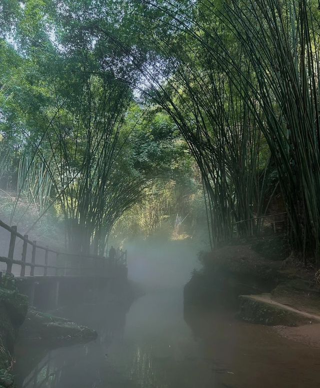 川西竹海｜翠綠仙境的自然之旅。