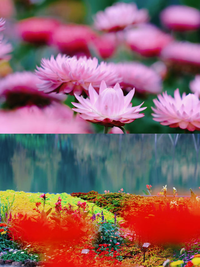 青秀山東門--葉子花園、水生花園、莫奈花園