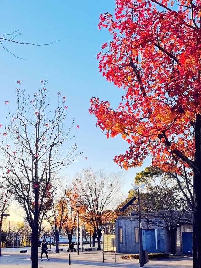 風景超棒的東京台場，是來日本東京的必打卡之地！