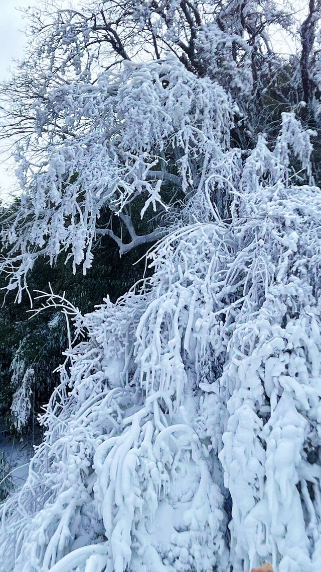 冬天不一定要去哈爾濱 重慶也有自己的雪山