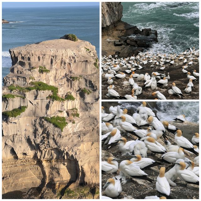 邂逅奧克蘭鳥島 | 一場與自然的浪漫之約 