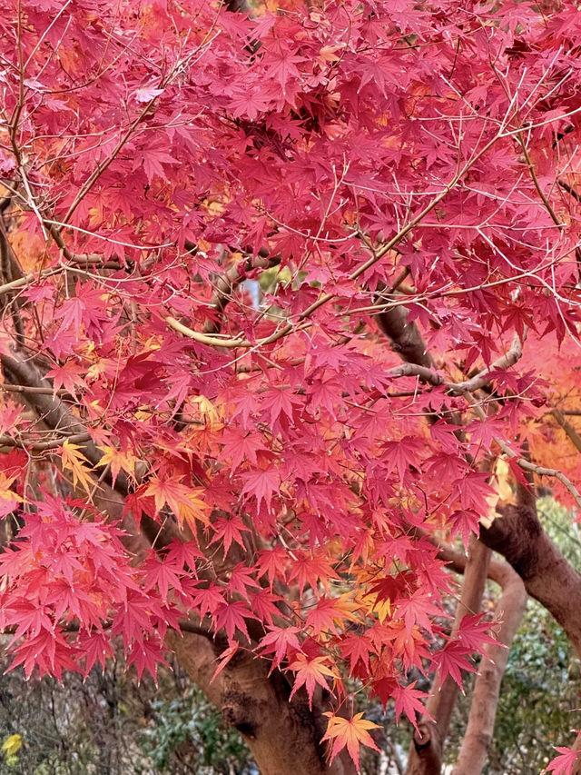 上海世紀公園：現代都市的綠色靈魂