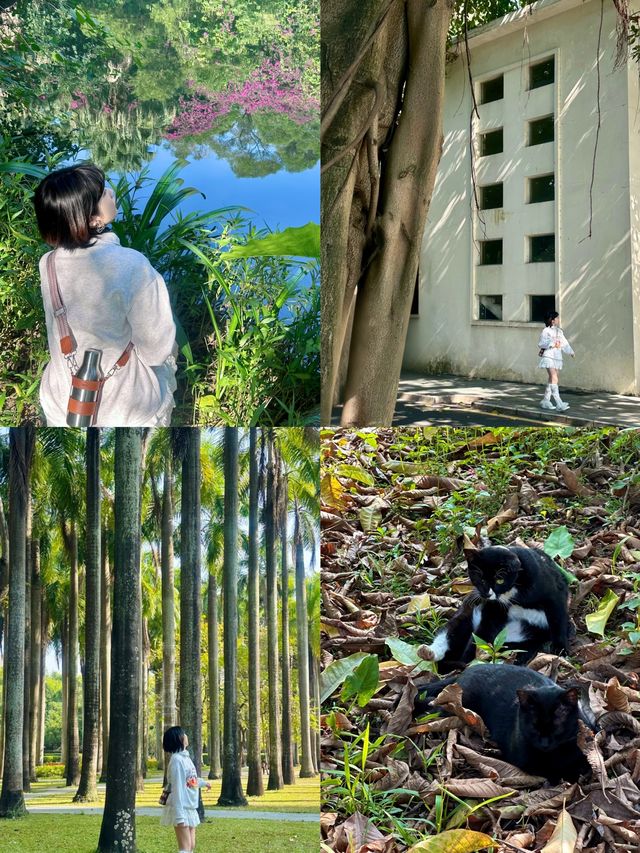 深圳！藏在鬧市中的郊野公園綠野仙蹤