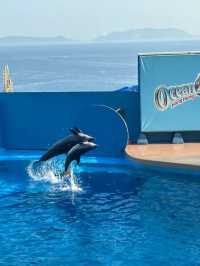 Discover the Thrills of Hong Kong's Ocean Park