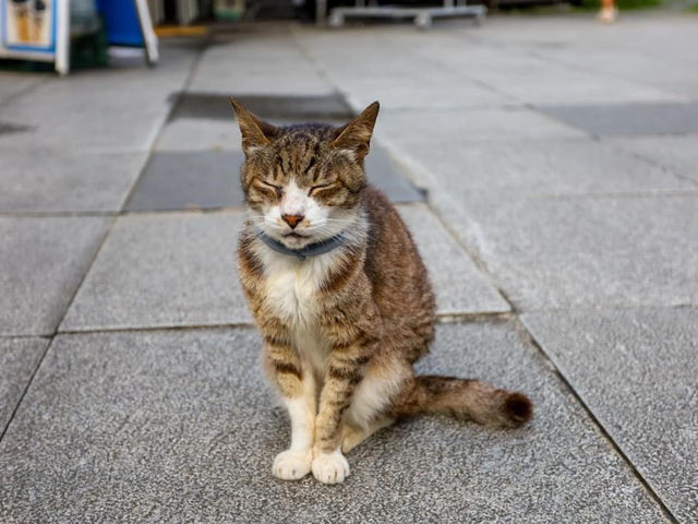 Houtong Cat Village หมู่บ้านแมวน่ารักๆในไต้หวัน