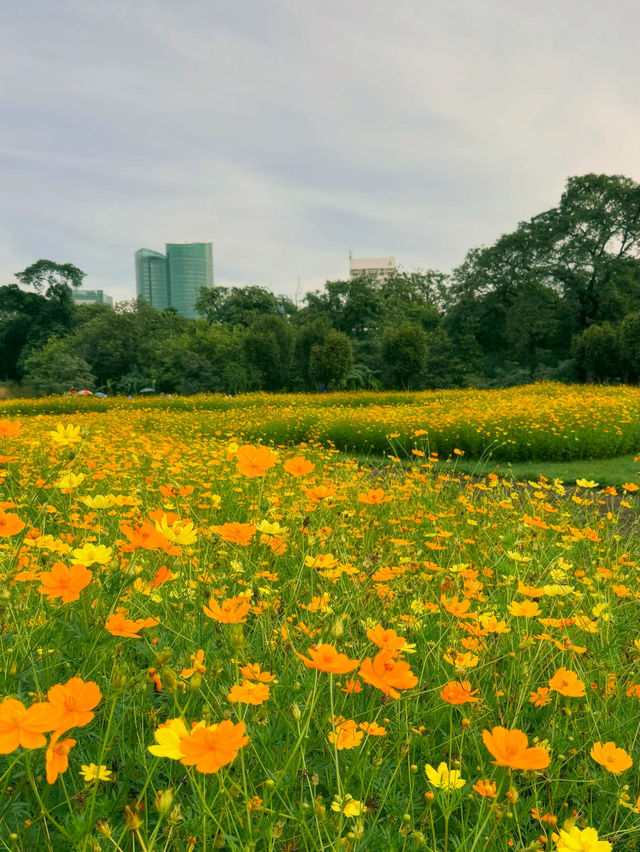 Serene moments in Bangkok’s floral paradise 🌼